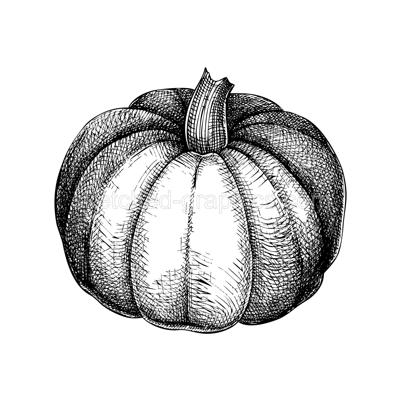 Pumpkin sketch. Vegetable hand-drawn vector illustration. Vintage Thanksgiving day design element. NOT AI generated Illustration